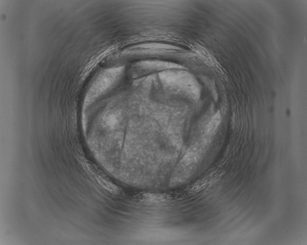 X0000066950442200604211819