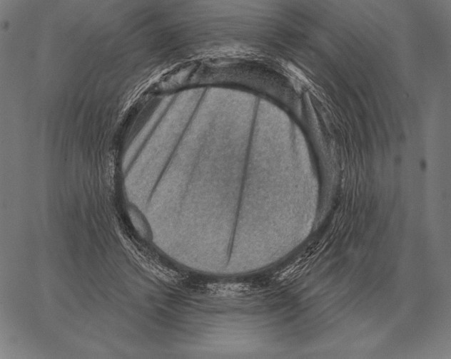 X0000066950448200604211819