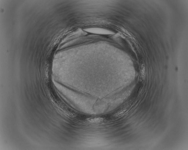 X0000066950452200604211819