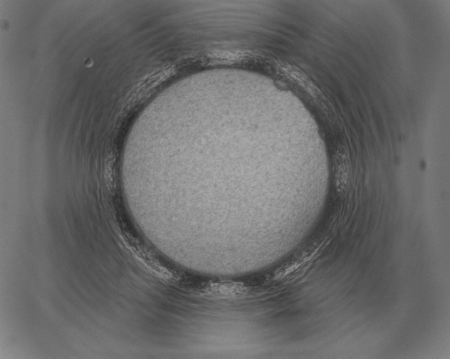 X0000066950455200604211819