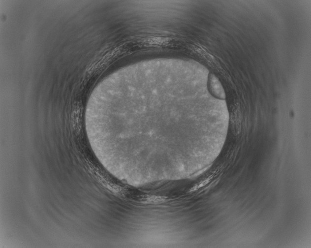 X0000066950462200604211819