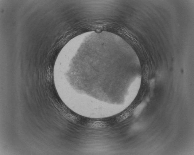 X0000066950467200604211820