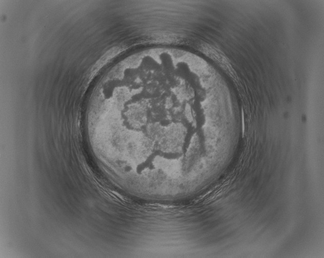 X0000066950483200604211819