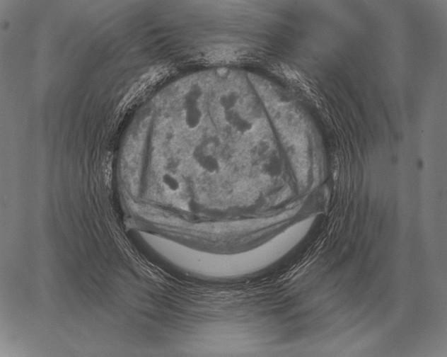 X0000066950495200604211819