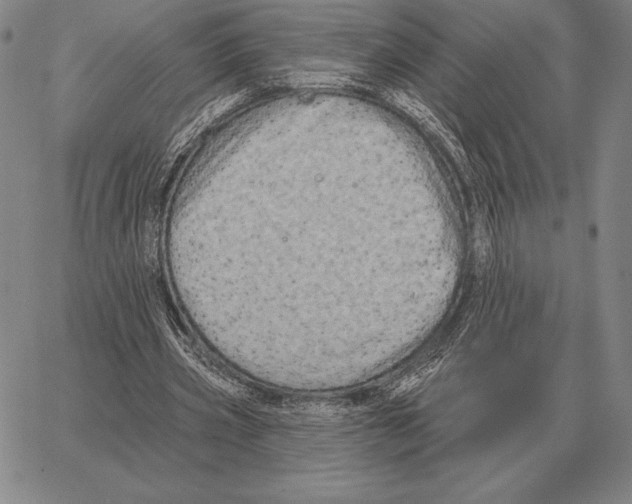 X0000066950533200604211818