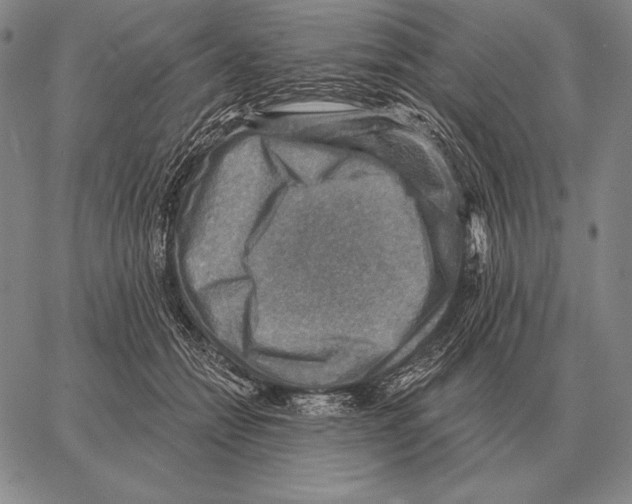 X0000066950558200604211818