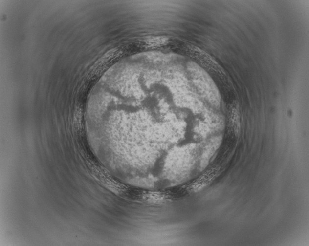 X0000066950565200604211818