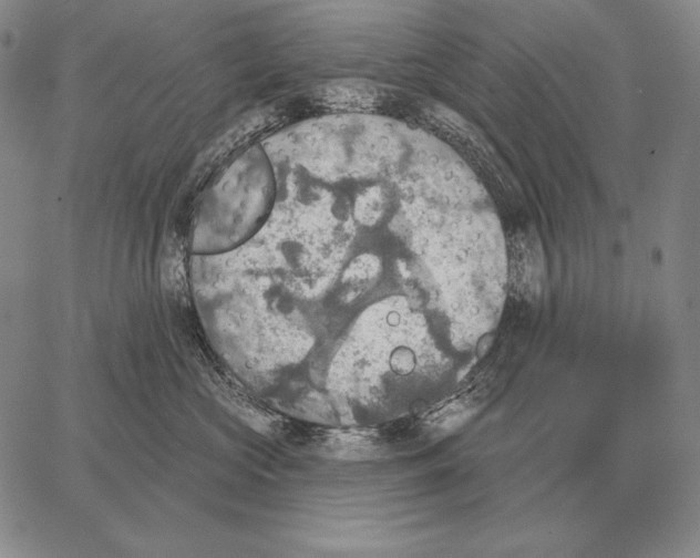 X0000066950573200604211818