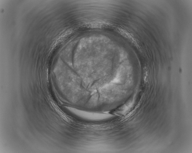 X0000066950589200604211817