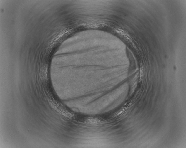 X0000066950596200604211817