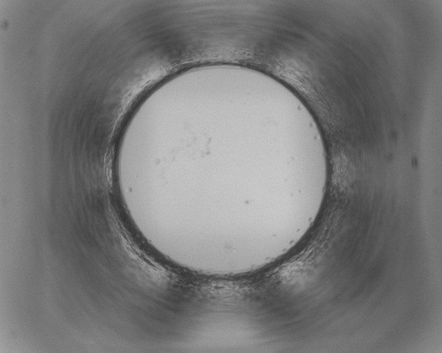 X0000066950632200604211816