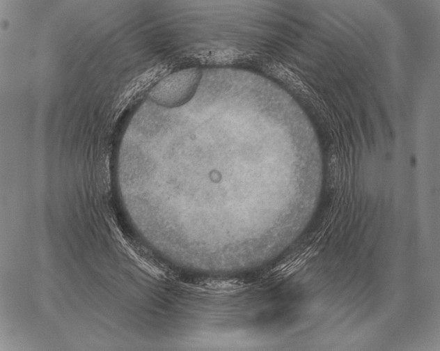 X0000066950638200604211816