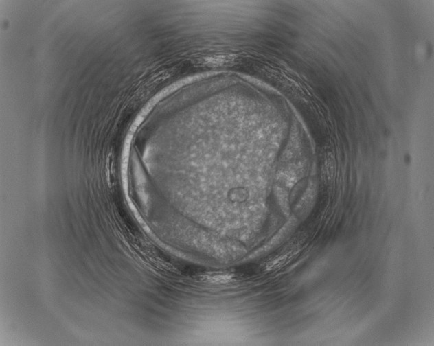 X0000066950651200604211816