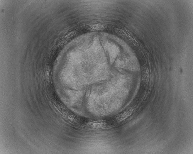 X0000066950655200604211816