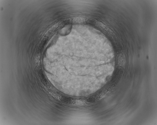 X0000066950737200604211814