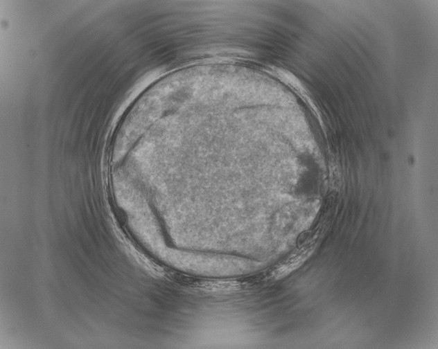 X0000066950859200604211813