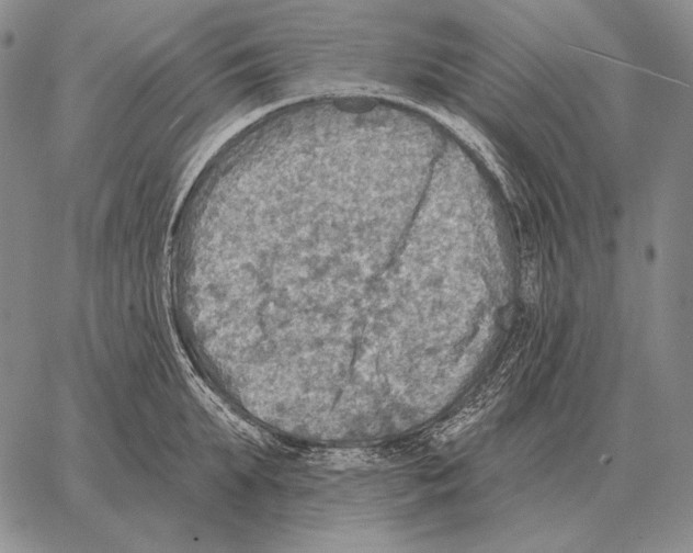 X0000066950903200604211812