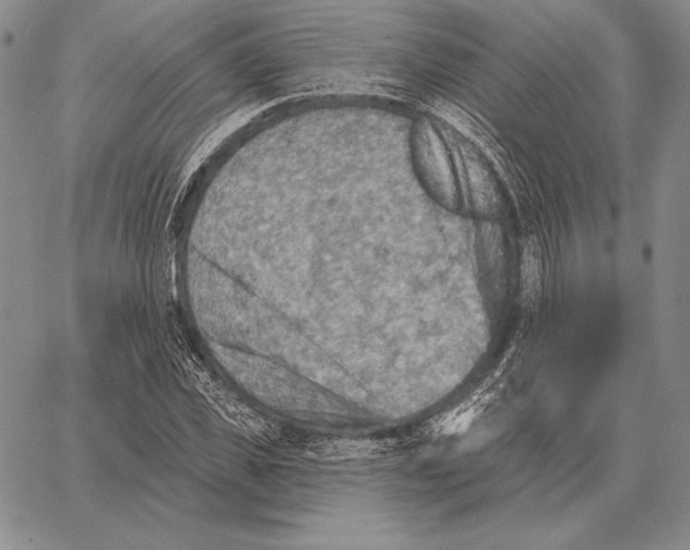 X0000066950925200604211811