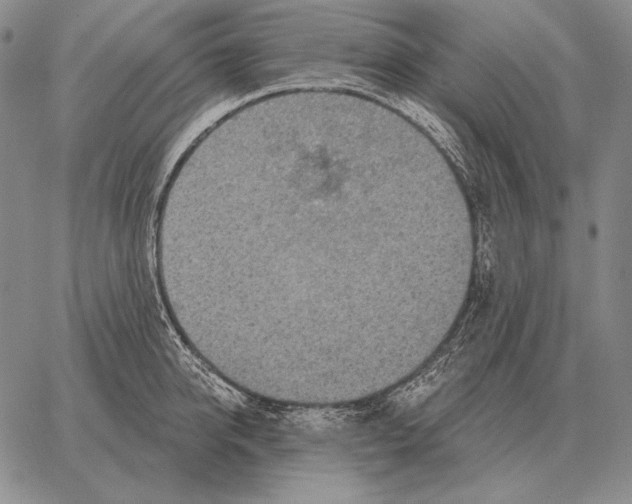 X0000066950950200604211812