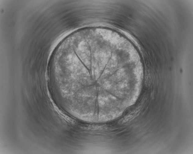 X0000066950951200604211812