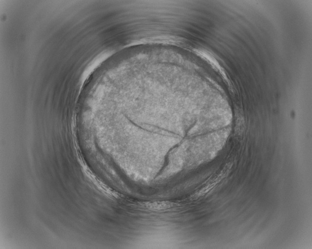 X0000066950952200604211812