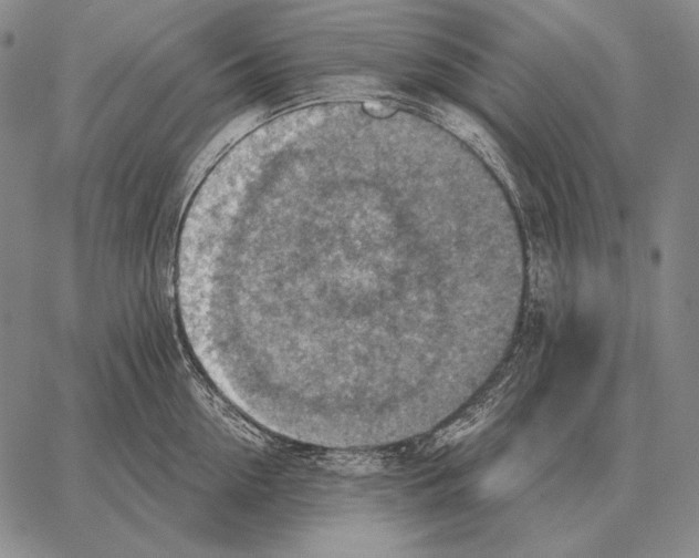 X0000066950954200604211812