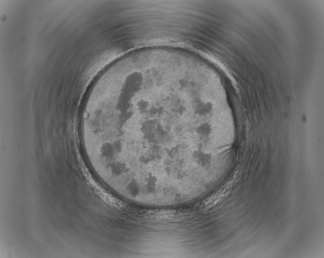 X0000066950991200604211810