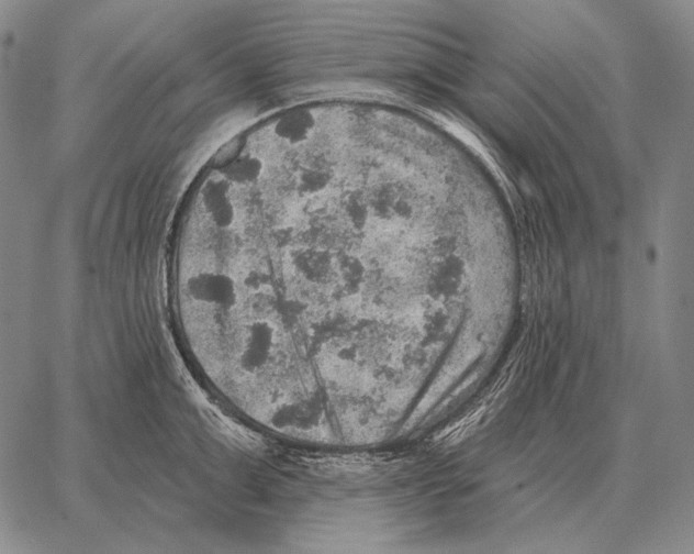 X0000066950999200604211810