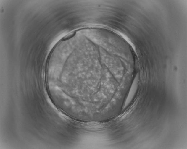 X0000066951007200604211810