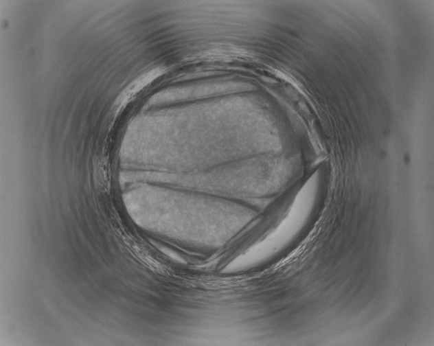 X0000066951018200604211810