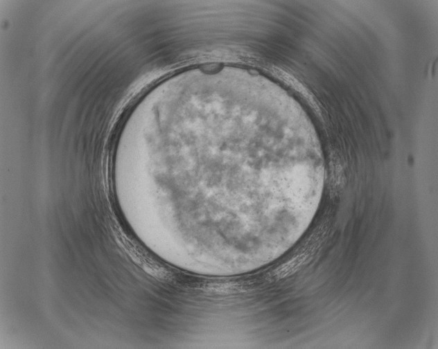 X0000066951035200604211810