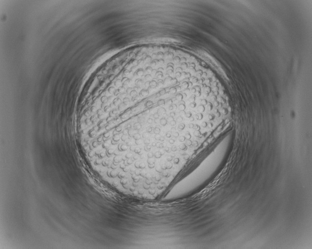 X0000066951044200604211810