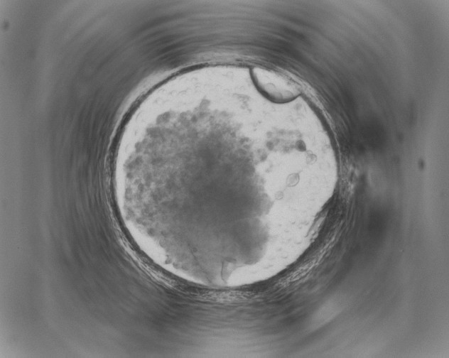 X0000066951045200604211810