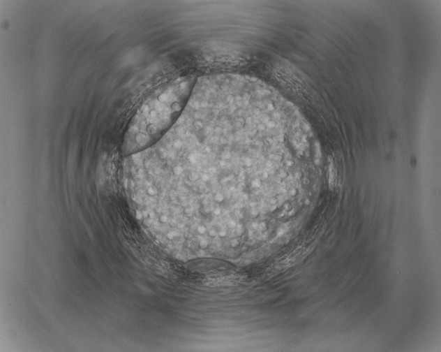 X0000066951059200604211809