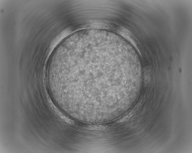 X0000066951091200604211809