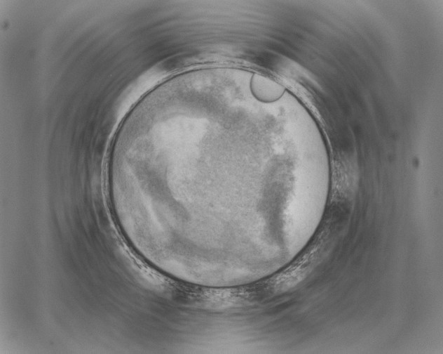 X0000066951098200604211809