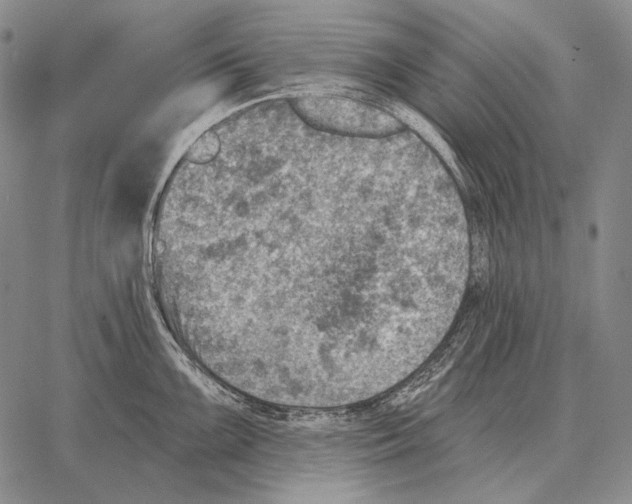 X0000066951099200604211809