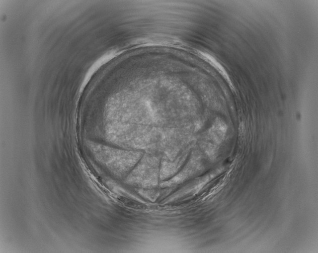 X0000066951146200604211809