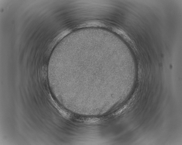 X0000066951233200604211807