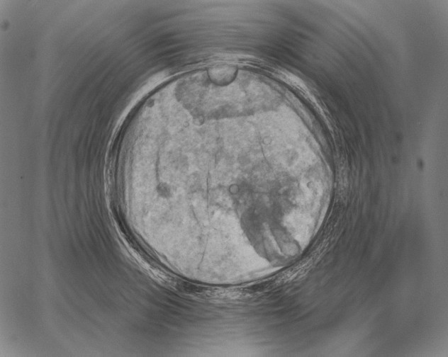 X0000066951235200604211807