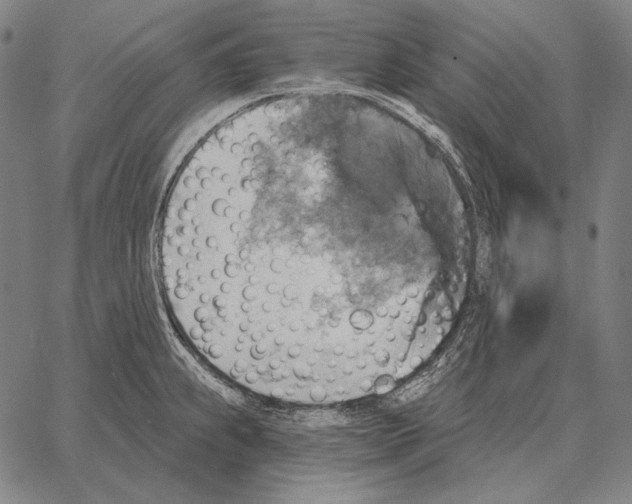 X0000066951239200604211807