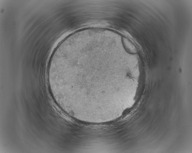 X0000066951240200604211807