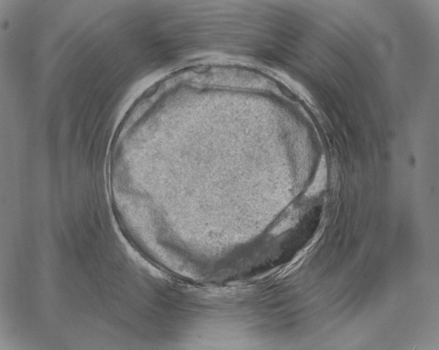 X0000066951247200604211807