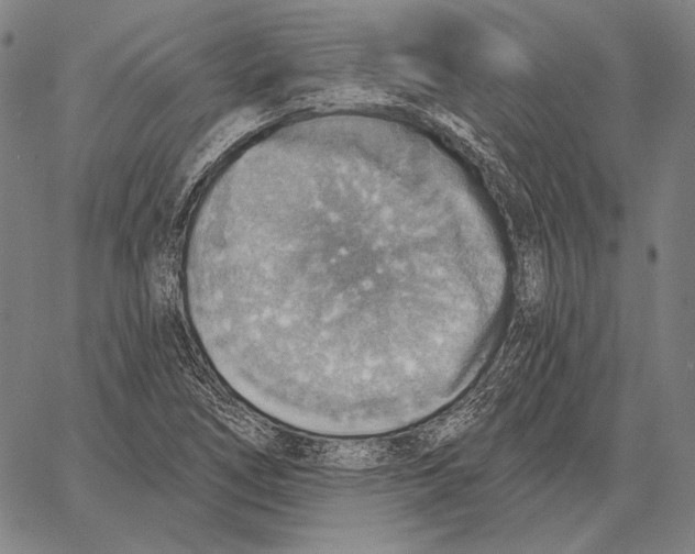 X0000066951266200604211806