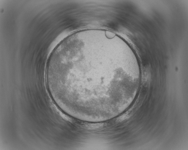 X0000066951294200604211805