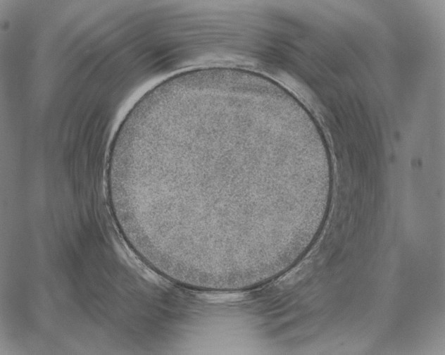 X0000066951296200604211805