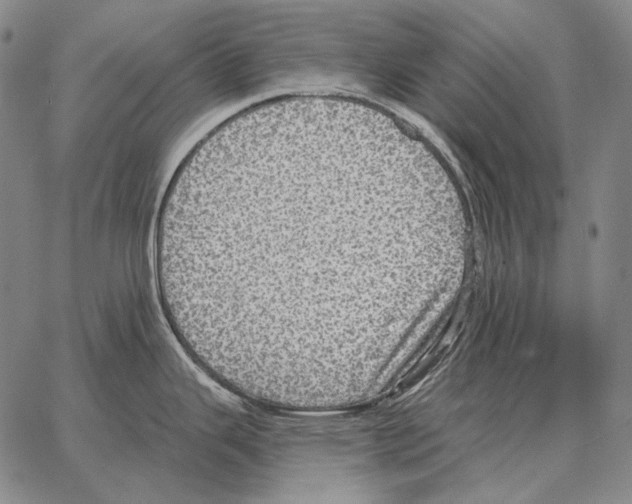 X0000066951343200604211805