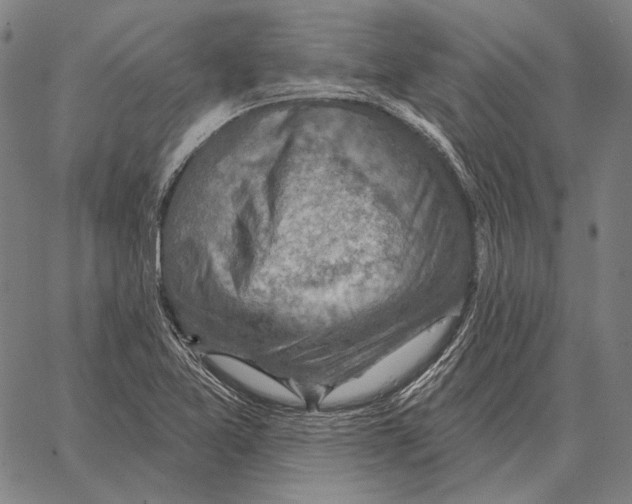 X0000066951365200604211804