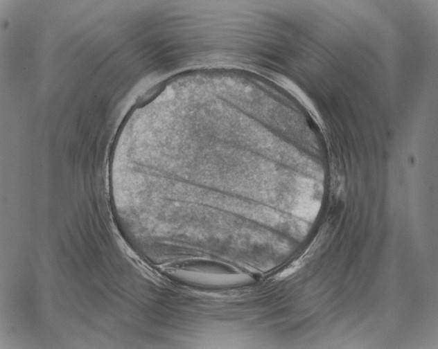 X0000066951388200604211804