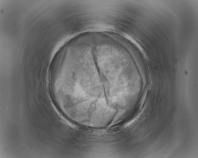 X0000066951477200604211802